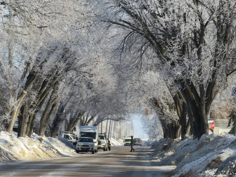 A residential street in winter, trees heavy with frost